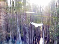 bird I tried to take a picture of whilst riding