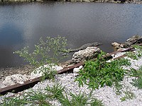 lazy gator