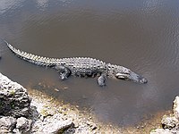 lazy gator (~6')