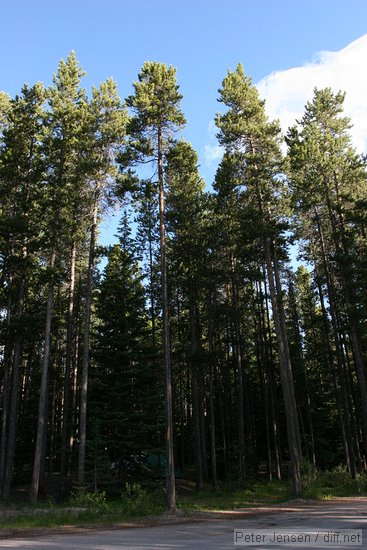 tall pines at the Lake Louise campground