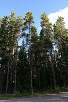 tall pines at the Lake Louise campground
