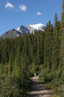 trail near the Bow river