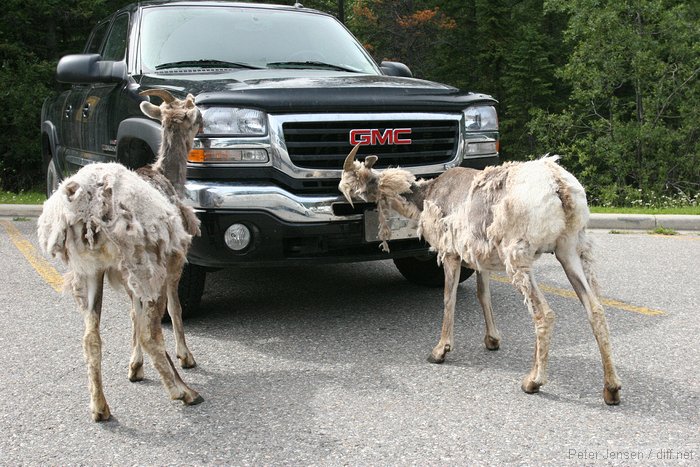 licking the fronts of cars is a popular pastime in the states, but I never thought it had caught on up here