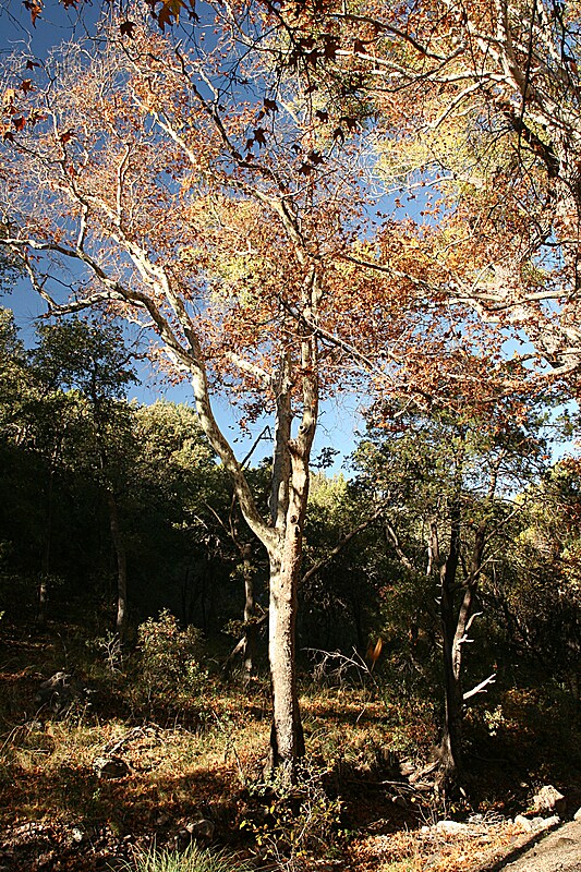 falling leaves