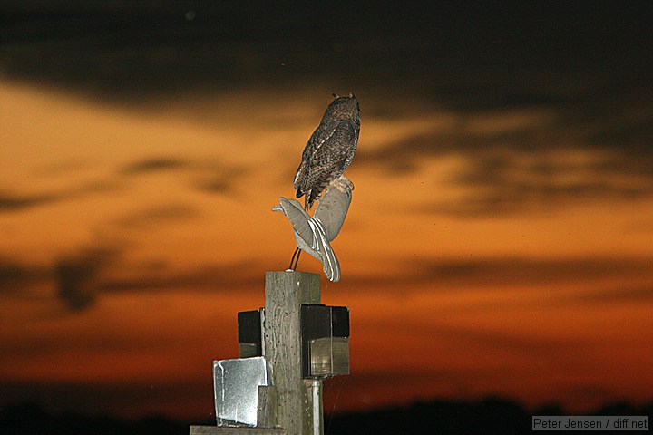 owl