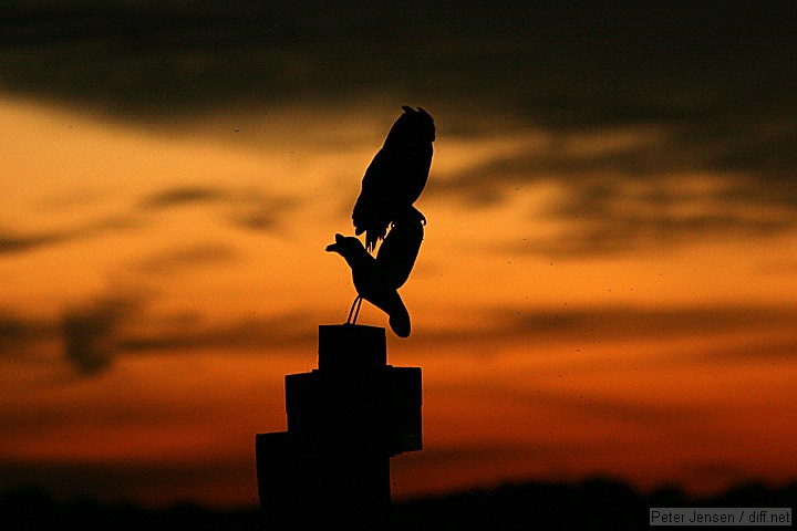owl