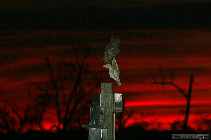 owl