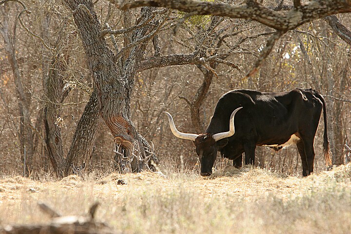 captive longhorn