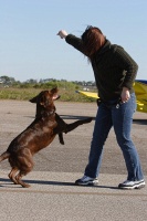 Clyde the amazing jumping dog