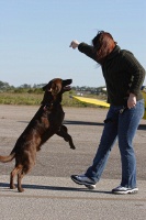 Clyde the amazing jumping dog