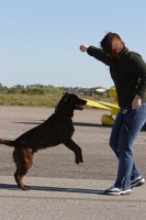 Clyde the amazing jumping dog