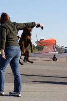 Clyde the amazing jumping dog