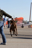 Clyde the amazing jumping dog