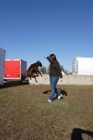 Clyde the amazing jumping dog