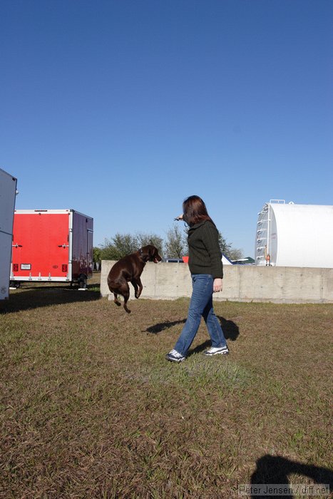 Clyde the amazing jumping dog