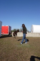 Clyde the amazing jumping dog