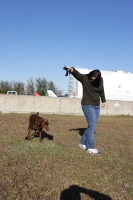 Clyde the amazing jumping dog