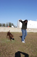 Clyde the amazing jumping dog