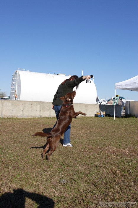 Clyde the amazing jumping dog