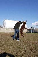 Clyde the amazing jumping dog