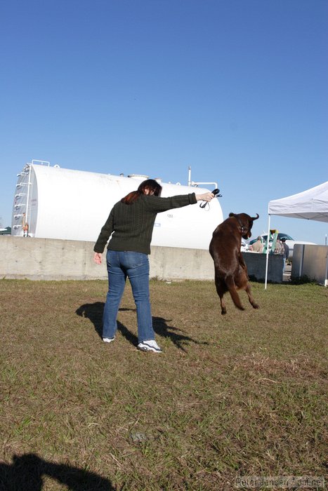 Clyde the amazing jumping dog