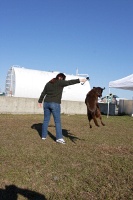 Clyde the amazing jumping dog