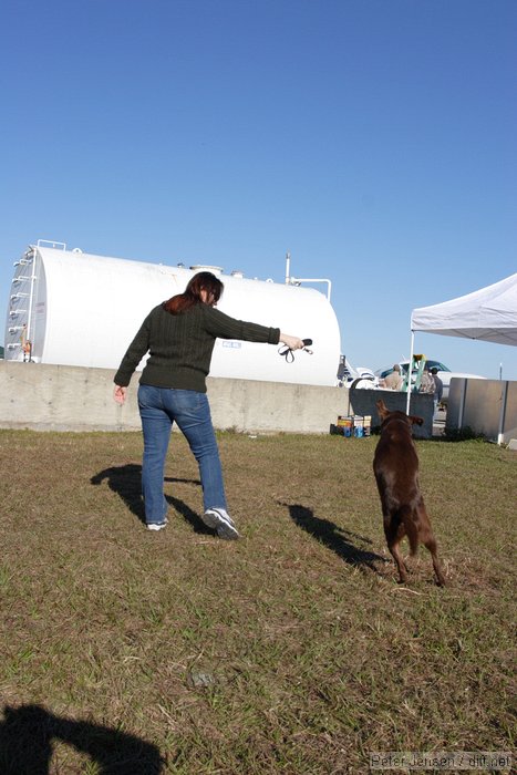 Clyde the amazing jumping dog