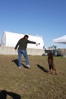 Clyde the amazing jumping dog