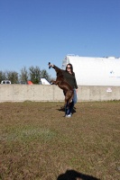 Clyde the amazing jumping dog