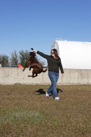 Clyde the amazing jumping dog