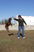 Clyde the amazing jumping dog