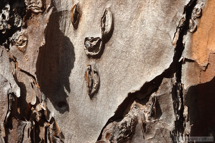bark