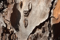 bark