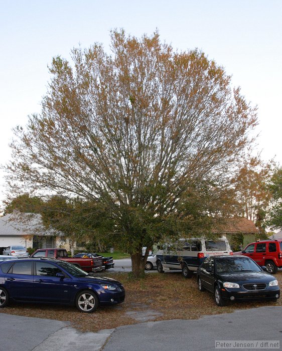 Tim's tree of cars