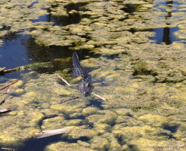 a local gator