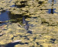 a local gator