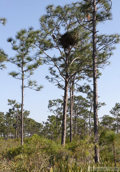 eagle and nest