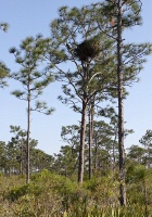 eagle and nest