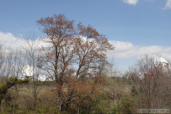 dishes through the trees