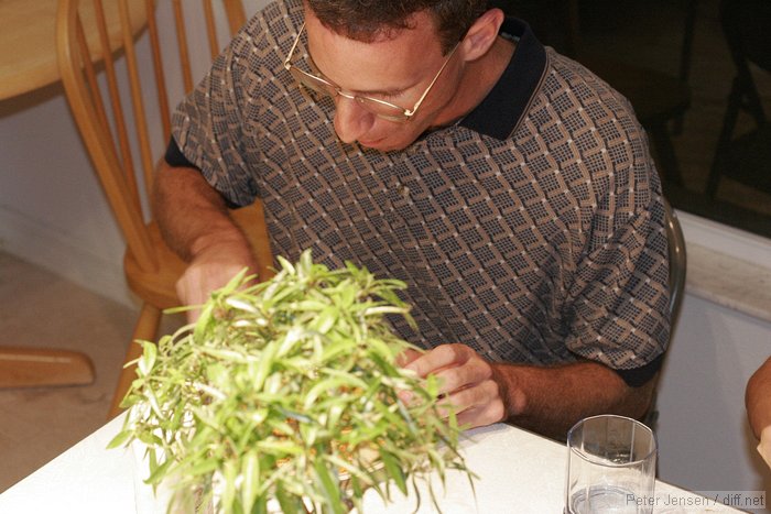 bonsai dinner