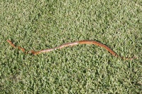 snake in a friend's backyard
