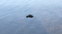 ripples around a rock