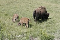 baby bison