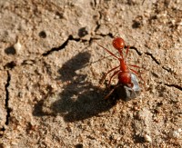 ant moving a boulder