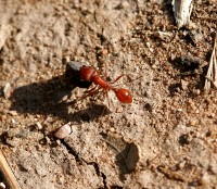 ant moving a boulder