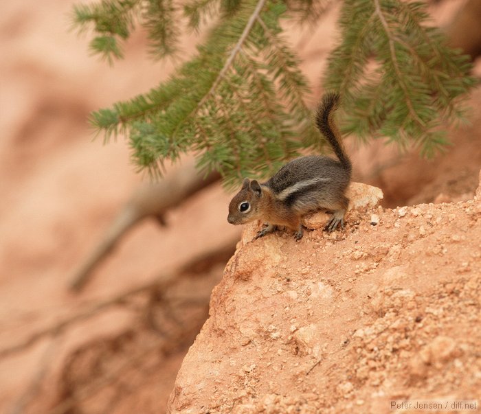 the chipmunk is no match for the 400/2.8