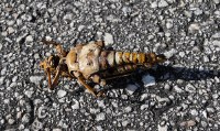 crazy bug skin
