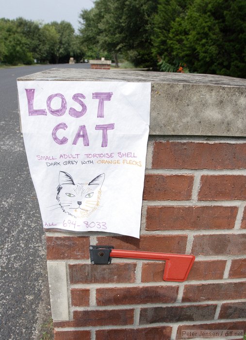 lost cat