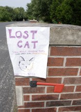 lost cat