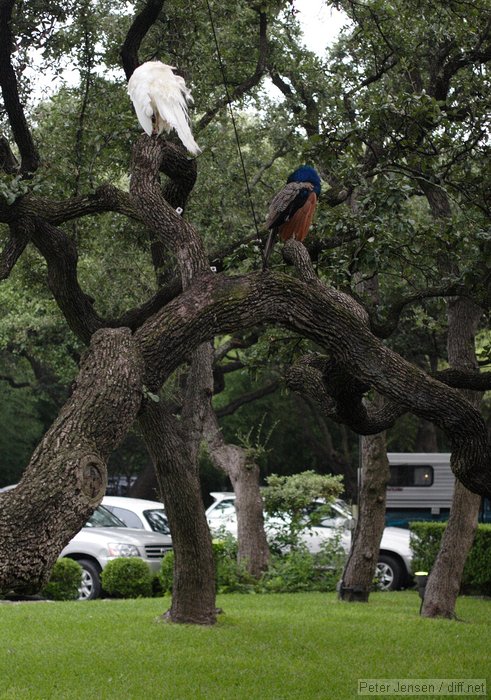 peacocks